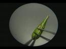 Carex folliculata