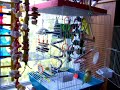 boomerang-lovebird.html