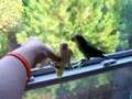 Boomerang Lovebird