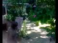 videos de Epic Battle with Mercyless Heath and Jihad Kofman