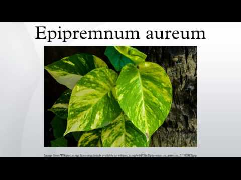 how to care for epipremnum aureum