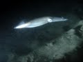Squid night dive