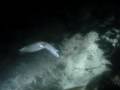Squid night dive