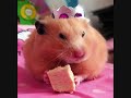 Funny hamsters - funny hamster video ! Part 2 Funny hamsters - funny hamster video ! Part 2