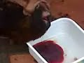 d. maria assassina