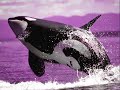 Protecci?n Animal