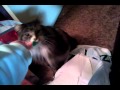 Crandles vs feather toy