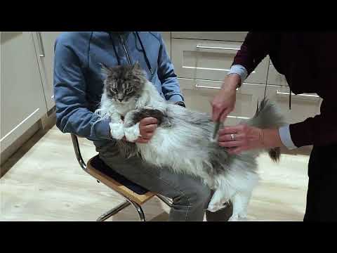 Maine Coon Felix. Grooming. Daily fur care.