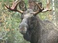 Lokker elgokse calling bull moose Kristoffer Clausen Lokker elgokse calling bull moose Kristoffer Clausen