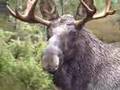 Lokker elgokse calling bull moose Kristoffer Clausen