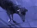 Deerhounds Easy! Easy!