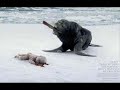 Stop The Cruelty!
