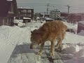?????KANPEI ?????KANPEI