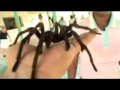 ���� ������ �� ������ spider