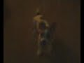 Bowzer attacking mommy