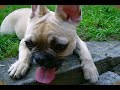 BayA bouledogue francais
