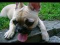 BayA bouledogue francais