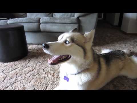 how to train husky to poop