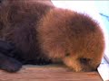 Baby sea otter - trying to get away Baby sea otter - trying to get away