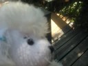 webkinz poodels.