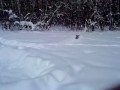 Снегу в лесу почти что по пояс, барбоса скрывает по самый хвост  [video]
