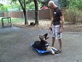 Simba -German Shepherd training at Redeeming Dogs