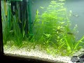bauru lagos e aquários leva até você um pedacinho da natureza. acesse nosso site http://acquapeixes.weebly.com 