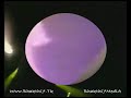 Iraj & Illnoize - Yfm Music Night 2006 [Lankan Sinhalese]