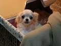 Roofie Guarding Pups