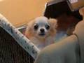 Roofie Guarding Pups