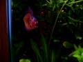Aquario plantado 72 litros - substratos e fertilizantes da Seachem e calha Dimax dupla T5 