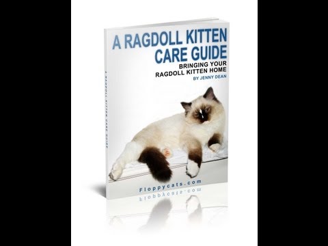 A Ragdoll Kitten Care Guide Revisions 0 A Ragdoll Kitten Care Guide Revisions