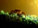 Fish Tank Fish Tank