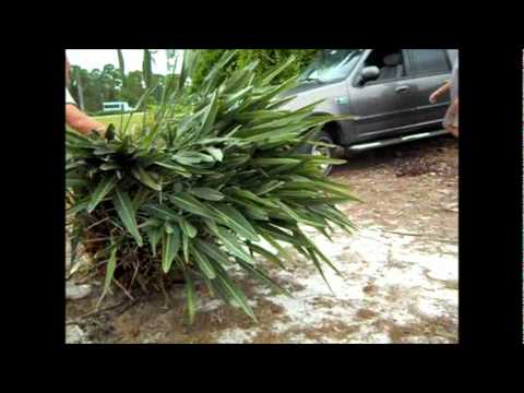 how to transplant bird of paradise