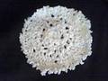 For $ale Toilet Paper Doily