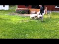 Sheepherding Bunny