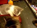 Greedy Kitten at DAPPER DOG in Nyack, NY