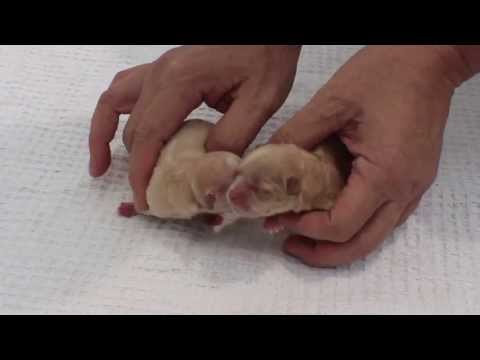 how to care after c section