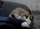 Kitty Cat Love Kitty Cat Love