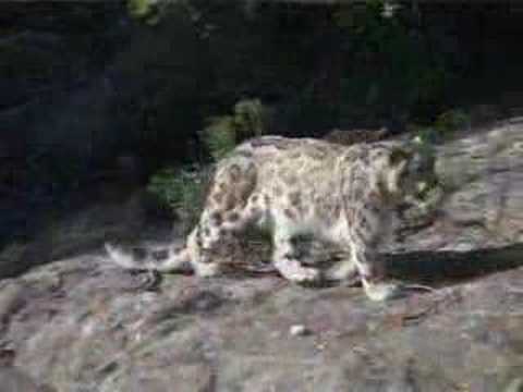 clouded leopard roar