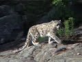 snow_leopard