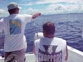 gorilla vs. dolphin