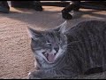 Nala the Laughing Cat