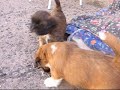 Filhotes de Lhasa Apso - 3 f�meas de 1 m�s dispon�veis