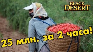 Black Desert (RU) - Собиратель онлайн! Заработок серебра за 2 часа 25 миллионов. Black Desert (RU) - Собиратель онлайн! Заработок серебра за 2 часа 25 миллионов.