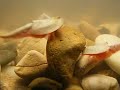 Triops Newberrii?