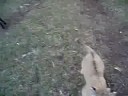 CAT ( LION