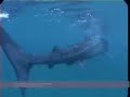 Basking shark feeding off the Cornish Coast Basking shark feeding off the Cornish Coast