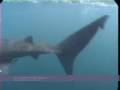 Basking shark feeding off the Cornish Coast