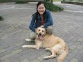 Dino the Golden Retriever - Home Sweet Home